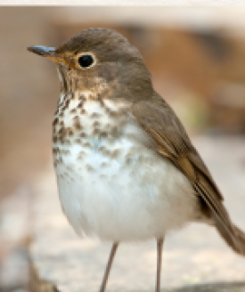 Thrush