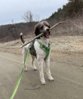 Poodle with brown head and brown spots holding stick in mouth.