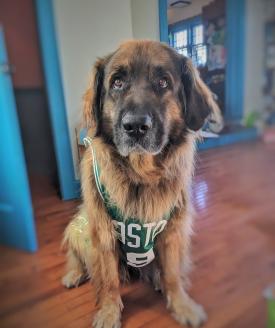 Photo of Vasya the Leonberger